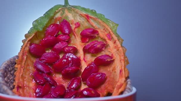 Gorzki Melon Czerwonymi Nasionami Powoli Zbliża Się Kamery Momordica Charantia — Wideo stockowe