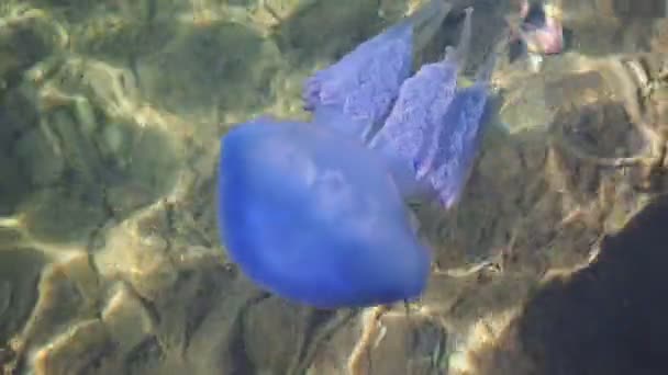 Méduses Bleues Mer Peu Profonde — Video