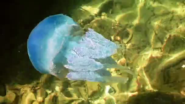 Blue Jellyfish Shallow Sea — Stok Video