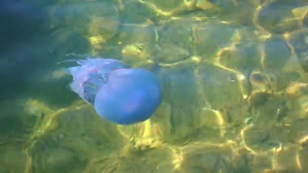 Modrá Medúza Mělkém Moři — Stock video