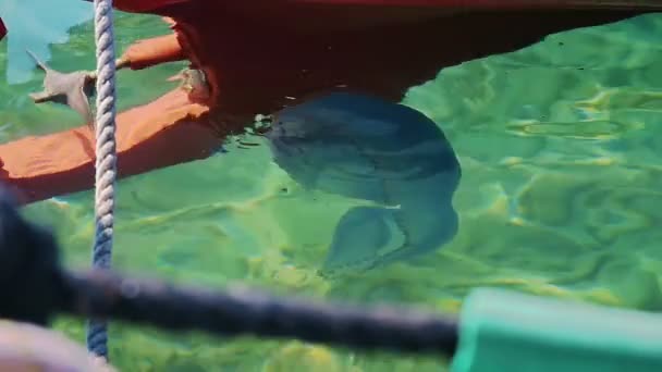 Shallow Sea의 해파리 — 비디오