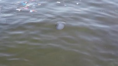 Kirli Denizde Denizanası ve Çöp