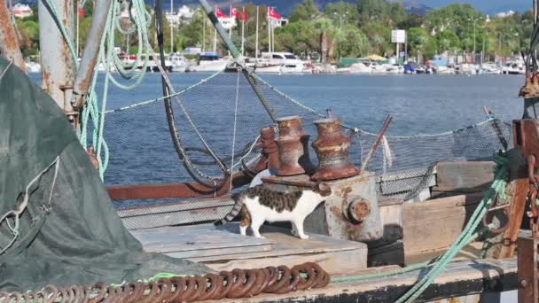 Gul Katt Vandrar Runt Fiskebåten — Stockvideo