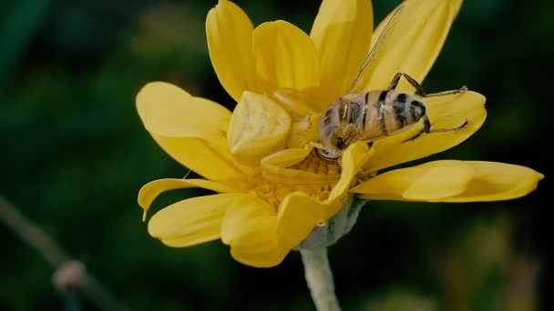 Krabí Pavouk Včela Žluté Daisy — Stock video