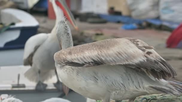 Redes Pesca Aves Pelícanas Puerto Cerca — Vídeos de Stock