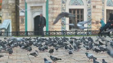 Cami bahçesindeki güvercinler ve yolda yürüyen insanlar.