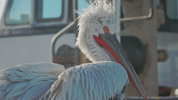 Curly Pelican Pelecanus Crispus Είναι Ένα Πουλί Της Οικογένειας Pelican — Αρχείο Βίντεο