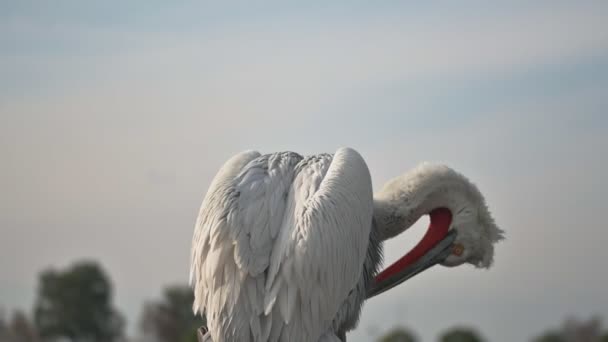 Pelikanvogel Auf Einem Fischerboot Hafen Makroschock — Stockvideo