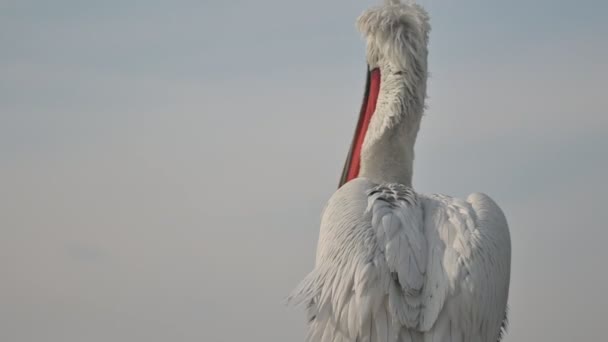 Pelican Bird Sur Bateau Pêche Dans Port Macro Shot — Video