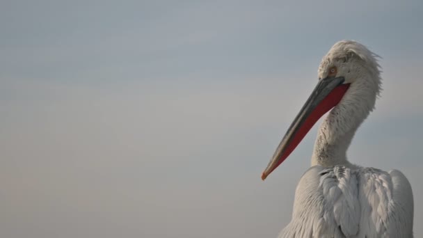 Pelican Bird Sur Bateau Pêche Dans Port Macro Shot — Video