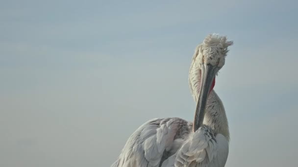 Pelikanvogel Auf Einem Fischerboot Hafen Makroschock — Stockvideo