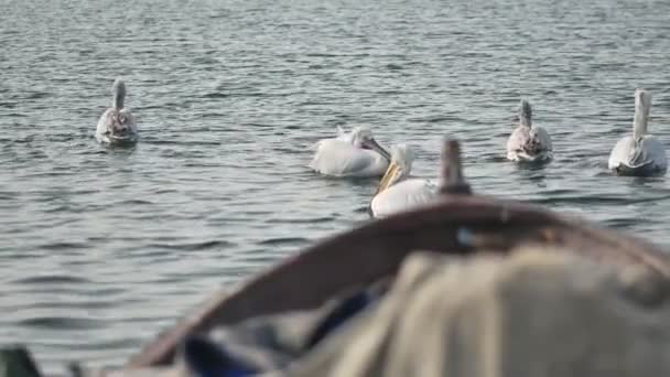 Mignon Pelicans Nager Entre Les Bateaux — Video