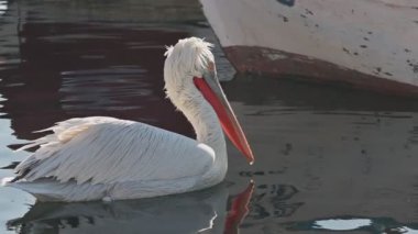 Şirin Pelikanlar Tekneler Arasında Yüzüyor