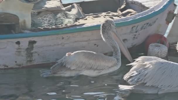 Симпатичные Пеликаны Плавают Между Лодками — стоковое видео