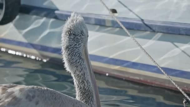 Mignon Pelicans Nager Entre Les Bateaux — Video