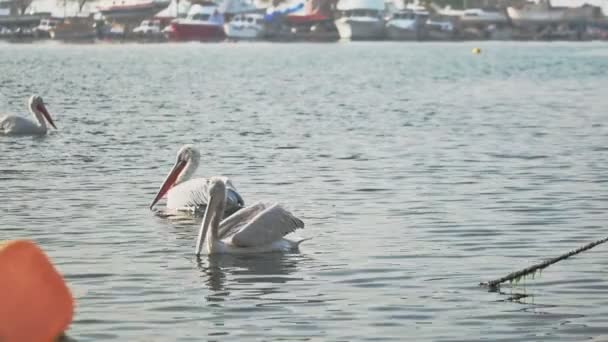 Niedliche Pelikane Schwimmen Zwischen Booten — Stockvideo