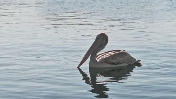 Mignon Pelicans Nager Entre Les Bateaux — Video