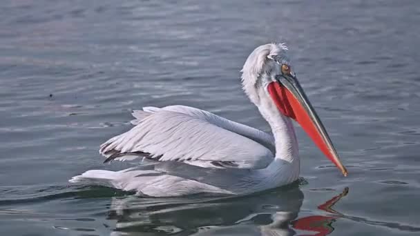 Pelican Căutarea Alimente Pentru Hrăni Mare — Videoclip de stoc