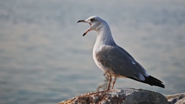 해변의 바위에 Seagull — 비디오