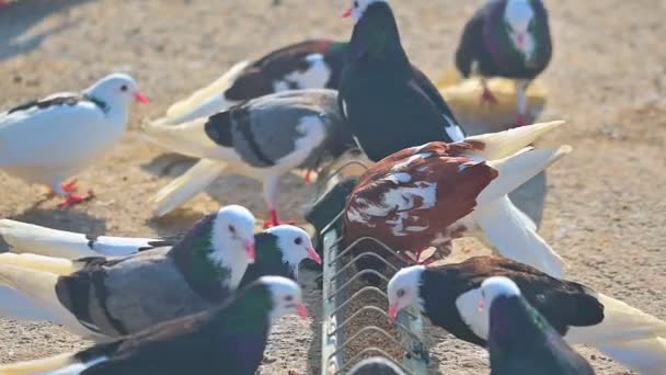 하루에 정원에서 가정용 비둘기의 비둘기 애호가의 — 비디오