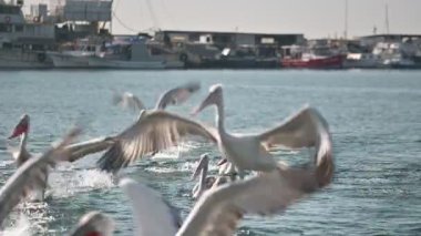Pelikanlar Deniz Savaşında Besleniyor