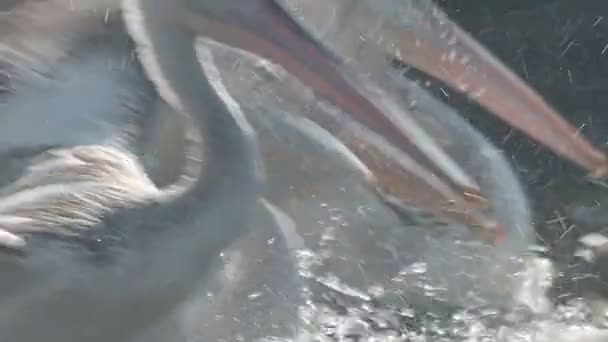 Denizde Çırpınan Bir Pelikan Sürüsü Kapat — Stok video
