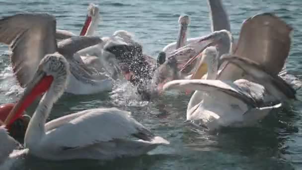 Pelikanlar Deniz Savaşında Besleniyor — Stok video
