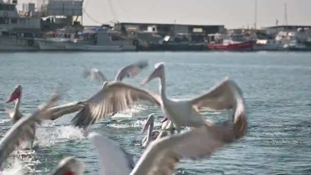 Pelikanlar Deniz Savaşında Besleniyor — Stok video