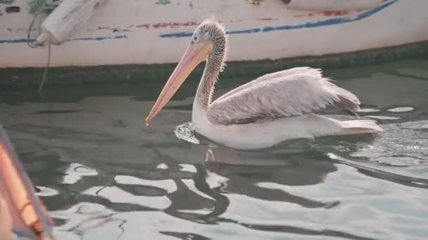 Leuke Pelikanen Zwemmen Tussen Boten — Stockvideo