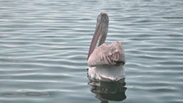 Pelican Looking Food Feed Sea — Stock Video