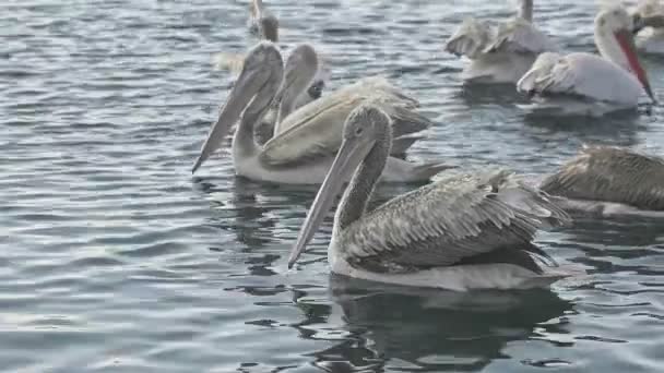 Pelikanlar Denizde Yiyecek Bulmak Çin Yüzüyorlar — Stok video