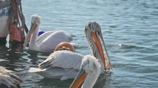 Pelicanos Alimentando Mar Luta — Vídeo de Stock