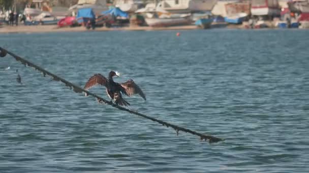 Cormorants Perched Mooring Ropes Sea Water Harbor — Stock Video