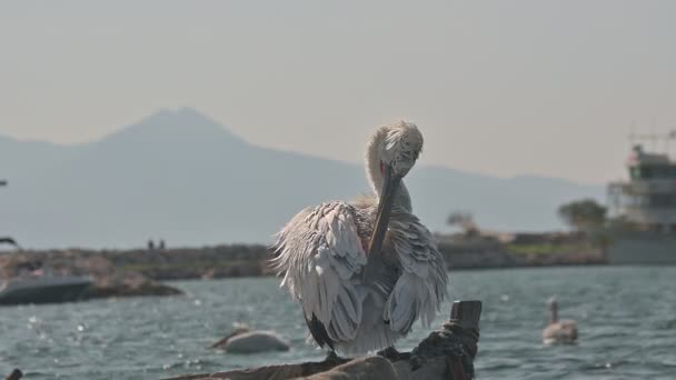 Pelican Cleaning His Feathers Boat — Stock Video