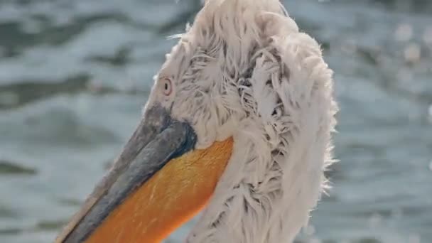 Pelican Zwemmen Tussen Boten Haven Sluiten — Stockvideo