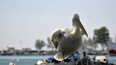 Pelikan Teknede Tüylerini Temizliyor