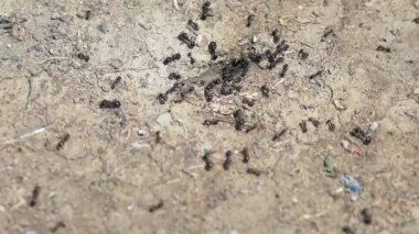 Karıncalar yuvalarına yiyecek taşır.