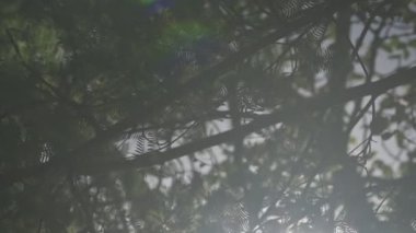 Ağaç dalları rüzgarla sallanıyor ve güneş parlıyor.