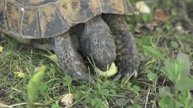 Çimenlerde Kaplumbağa Yiyen Sebzeler