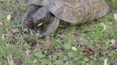 Çimenlerde Kaplumbağa Yiyen Sebzeler