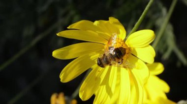 Sarı çiçeklerle süslenmiş bir arı besleniyor.