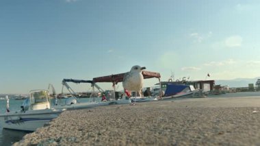 Чайка на березі моря