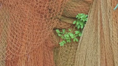 Limanda balık ağları birikti.