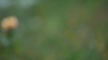 Parkta güzel kırmızı bir gül