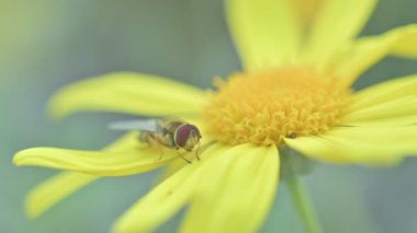 Sarı Kırmızıdaki Arı. Makro Çekim