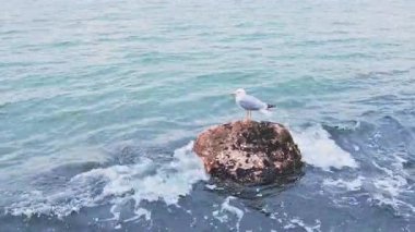 Genç bir martı Denizde bir kayanın üzerinde