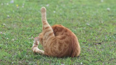 Çimenlerde, sarı kedi dilinden tüylerini temizliyor.