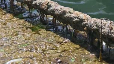 Deniz yüzeyindeki sümük, İzmir, çevre felaketi