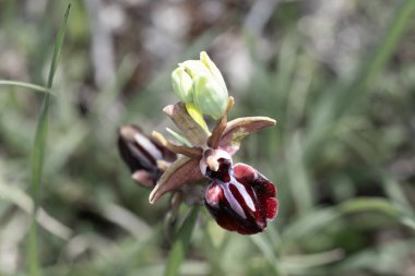 Vahşi doğada muhteşem orkideler