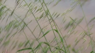 Rüzgarda Sallanan Bitkilerin Ardında Ağ Olmayan Bir Alan